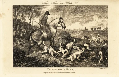 Caçador montado a observar uma matilha de cães de caça a escavar por lebres