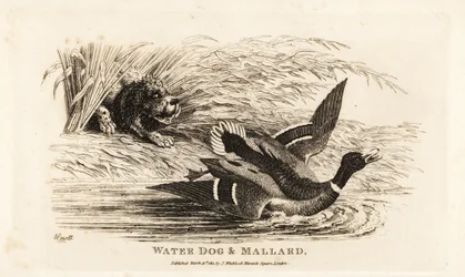 Cão de água e pato-real