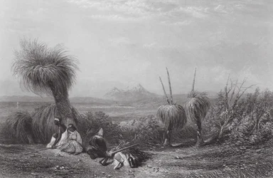Austrália: Planícies de Grass Tree (gravura)