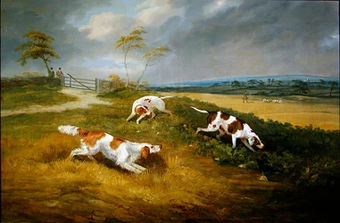 Caçador e cães de caça no esconderijo