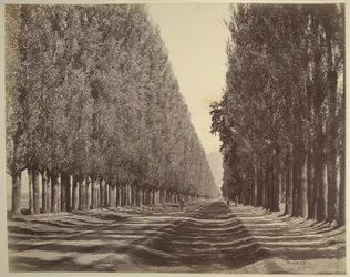 Uma estrada ladeada de álamos, Caxemira