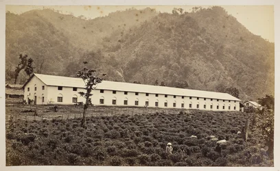 Selim Tea Estate, Darjeeling, a nova fábrica, divisão inferior,  de 