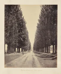 Srinagar; avenida dos choupos, vista da extremidade