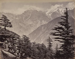 O Alto Himalaia. Vista perto das Montanhas da China. Cedros-do-Himalaia em primeiro plano