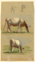 Gado, duas vacas pastando e as costas dos bezerros