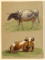Gado, uma vaca andando e uma vaca agachada