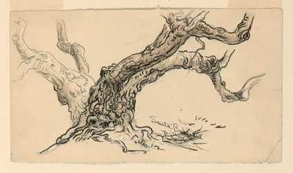 Desenho, Esboços. Plátanos, Santa Bárbara, Califórnia, ca. 1888