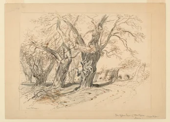 Desenho, Estudo para as Cypress Trees of Montezuma, Parque de Chapultepec, México