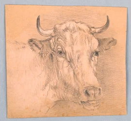 Cabeça de vaca