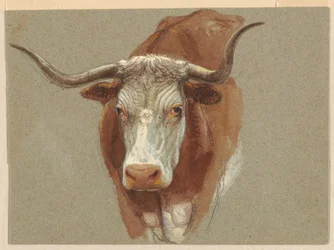 Cabeça de vaca ou boi