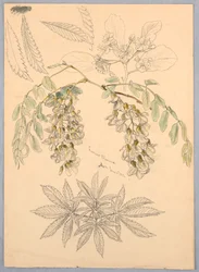 Flores de gafanhotos