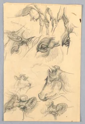 Estudos de vacas