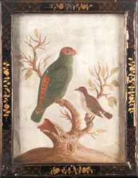 Periquito indiano verde e vermelho, c. 1750