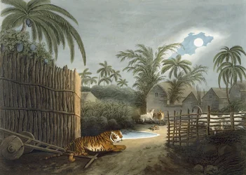 Um tigre rondando uma aldeia (gado de terror), de "Oriental Field Sports" de Thomas Williamson, 1808