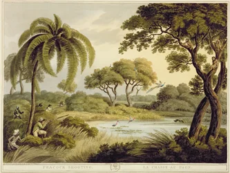 Caça ao pavão, de Oriental Field Sports, publicado por Edward Orme, 1807