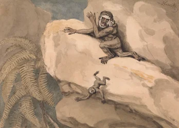 Um macaco e um jovem