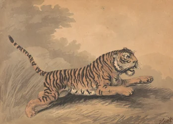 Eine Tigerin springt nach rechts