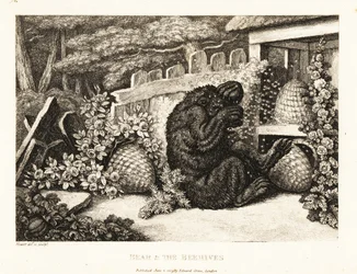 Um urso castanho atacado por um exército de abelhas. 1811 (gravura)