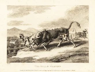 Um touro chifra um cachorro até a morte em um campo. 1811 (gravura)