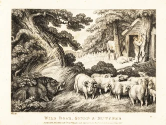 Um rebanho de ovelhas espera pelo abate por um açougueiro. 1811 (gravura)