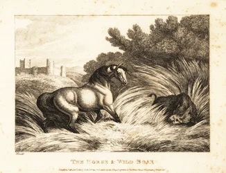 Um cavalo e um javali se enfrentam em um pasto. 1811 (gravura)