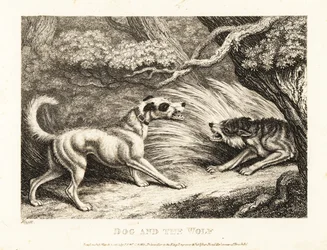 Um cão doméstico numa coleira oferece comida a um lobo esfomeado. 1811 (água forte)