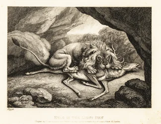 Um leão comendo a carcaça de um veado em uma caverna. 1811 (gravura)