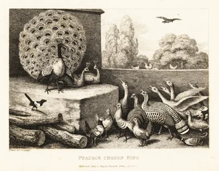 Um pavão escolhido rei das aves da quinta. 1811