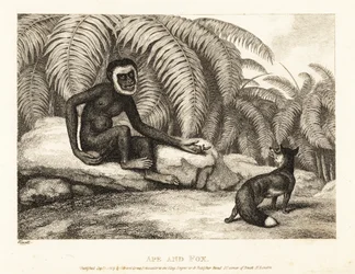 Um macaco sem cauda pede a uma raposa alguma da sua cauda. Macaco e raposa. 1811 (gravura)
