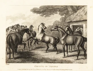 Um jovem potro tenta agitar um motim nos estábulos. 1811 (gravura)