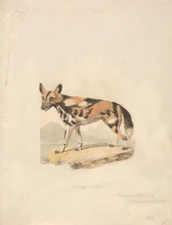 Cão abissiniano