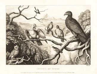 Uma águia preside a uma corte de pássaros numa árvore. 1811 (gravura)