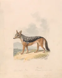 Chacal-de-dorso-negro