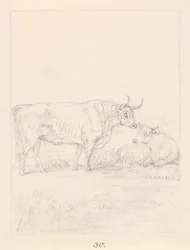 Touro e Vaca