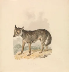 Canis Lupus, ou Lobo Cinzento