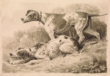 Cães de armas