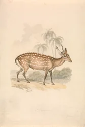 Veado porco