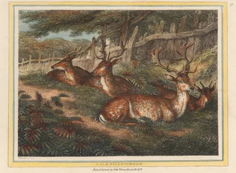 Gamo macho