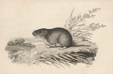 Rato almiscarado