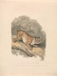Lince norte-americano