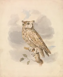 Coruja de Scops