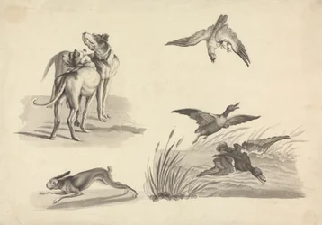 Folha de Estudos de Cães de Caça, Lebre, Falcão e Patos