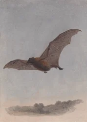Estudo de um morcego vampiro