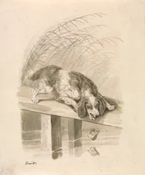 O cão e a sombra
