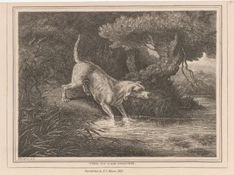 O cão de caça lontra