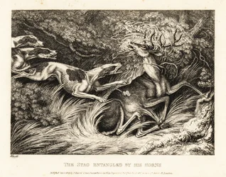 Três cães atacam um veado capturado por seus chifres. 1811 (gravura)