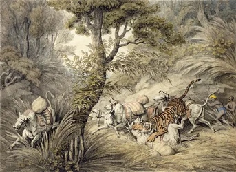 Tigre atacando um trem de gado,