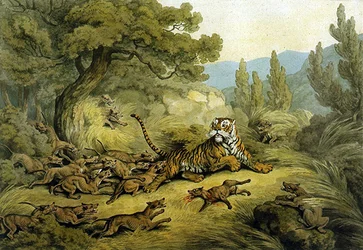 Tiger Hunted by Wild Dogs (aquarela sobre papel)