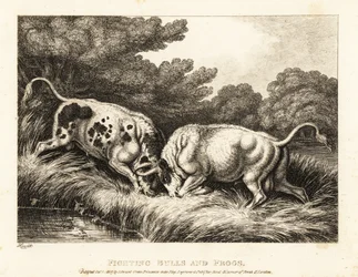 Dois touros travando chifres perto de um lago cheio de sapos. 1811 (gravura)