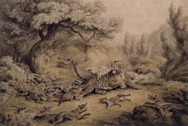 Cães selvagens atacando um tigre,